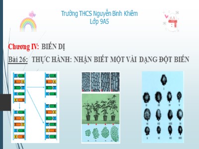 Bài giảng Sinh học Lớp 9 - Bài 26: Thực hành Nhận biết một vài dàng đột biết - Trường THCS Nguyễn Bỉnh Khiêm